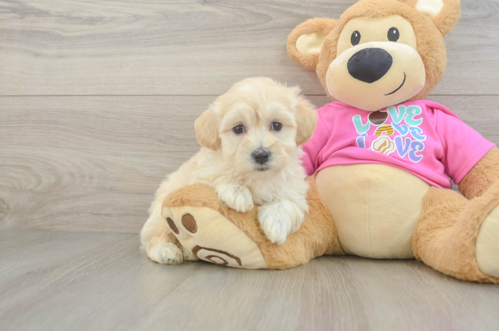 7 week old Maltipoo Puppy For Sale - Florida Fur Babies
