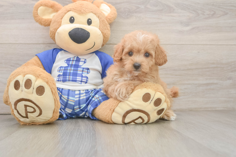6 week old Maltipoo Puppy For Sale - Florida Fur Babies