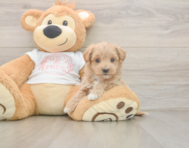 6 week old Maltipoo Puppy For Sale - Florida Fur Babies