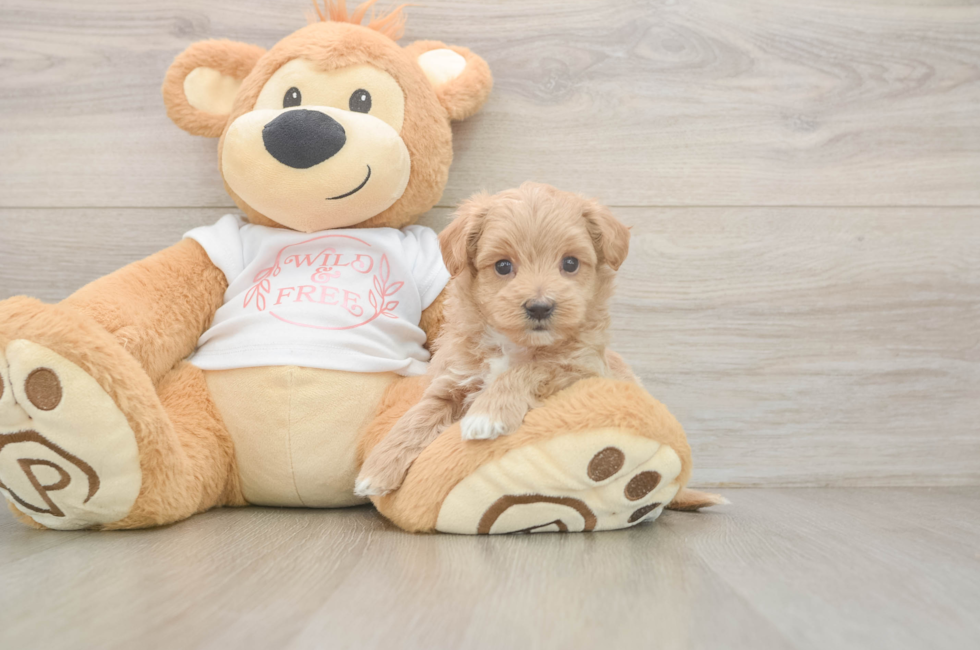 5 week old Maltipoo Puppy For Sale - Florida Fur Babies