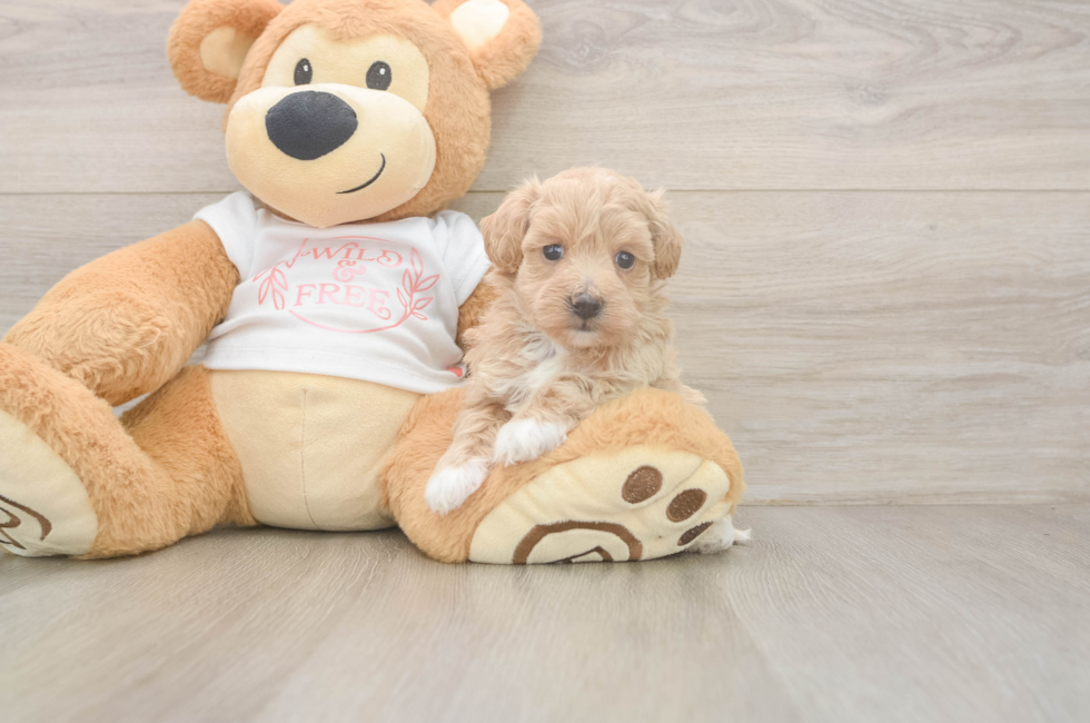5 week old Maltipoo Puppy For Sale - Florida Fur Babies