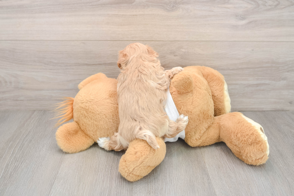 Maltipoo Puppy for Adoption