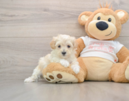 8 week old Maltipoo Puppy For Sale - Florida Fur Babies