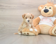 8 week old Maltipoo Puppy For Sale - Florida Fur Babies