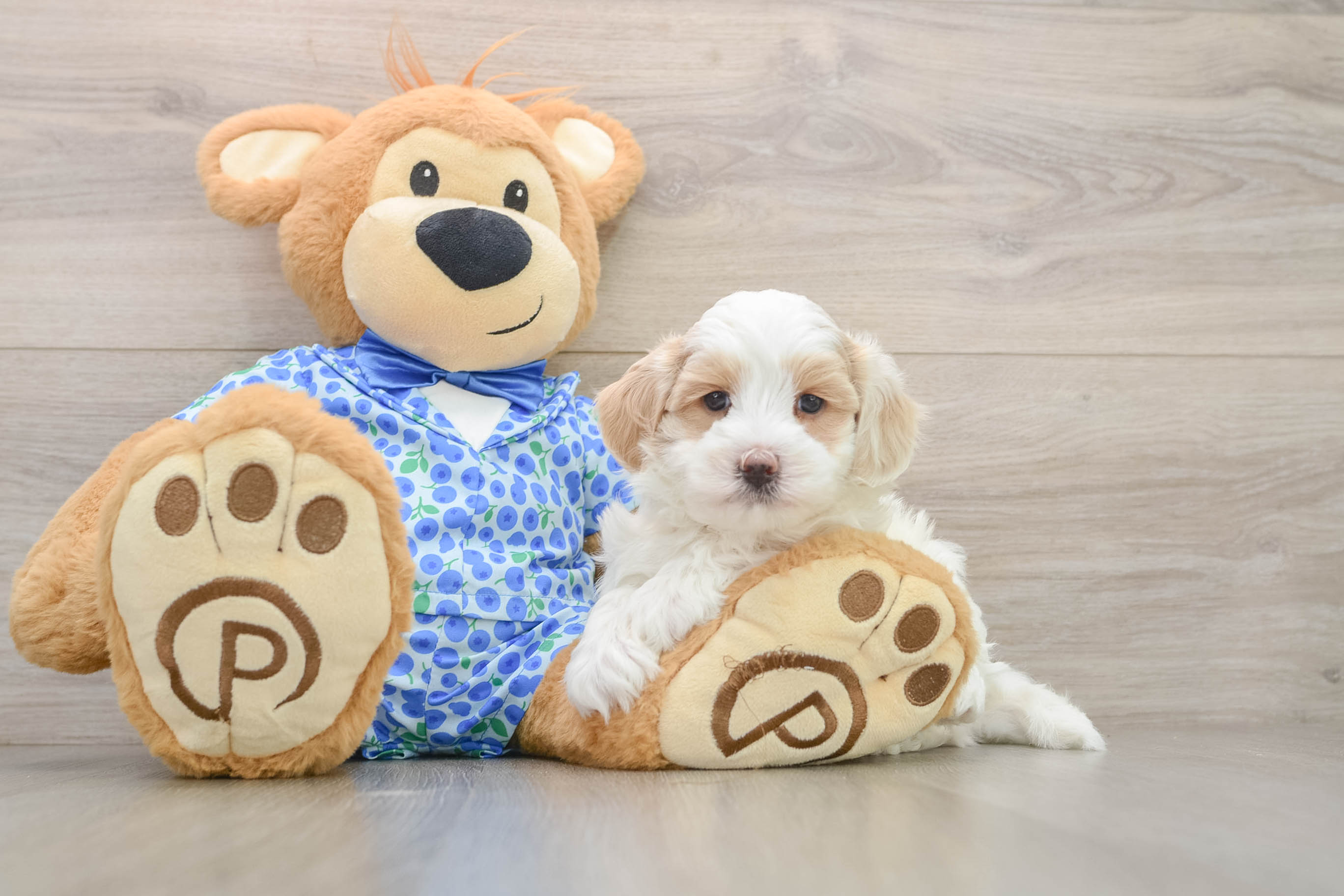 Sweet Maltipoo Baby
