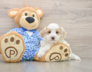 6 week old Maltipoo Puppy For Sale - Florida Fur Babies