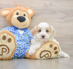 7 week old Maltipoo Puppy For Sale - Florida Fur Babies