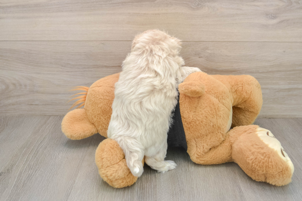 Sweet Maltipoo Baby