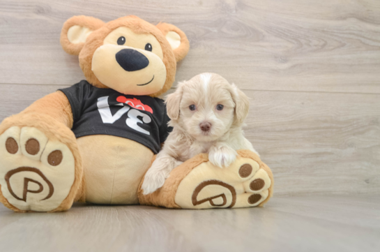 Fluffy Maltipoo Poodle Mix Pup