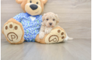 Best Maltipoo Baby