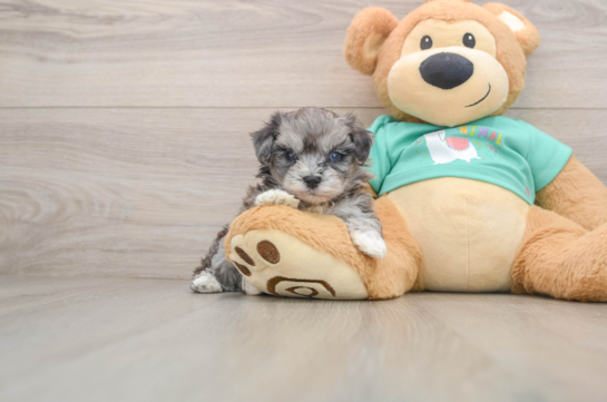 Funny Maltipoo Poodle Mix Pup
