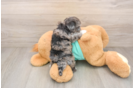 Happy Maltipoo Baby