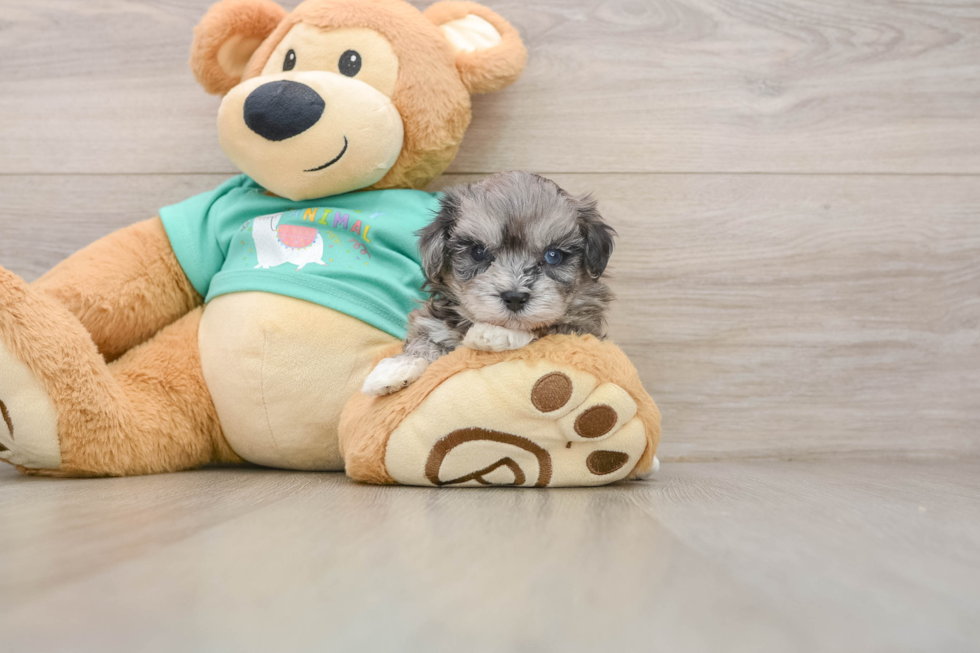 Cute Maltipoo Baby