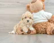 8 week old Maltipoo Puppy For Sale - Florida Fur Babies