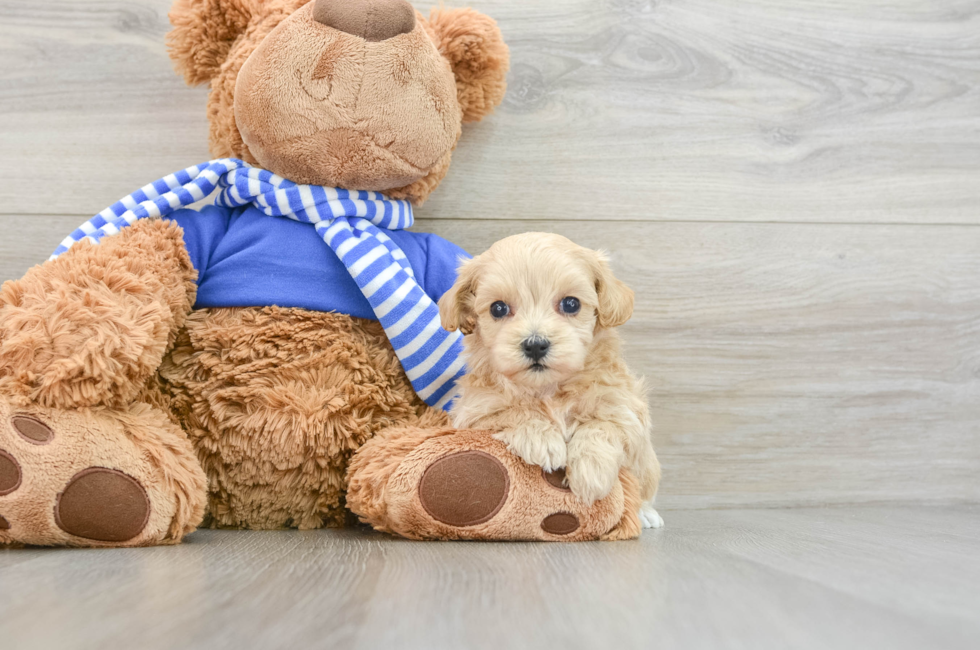 6 week old Maltipoo Puppy For Sale - Florida Fur Babies