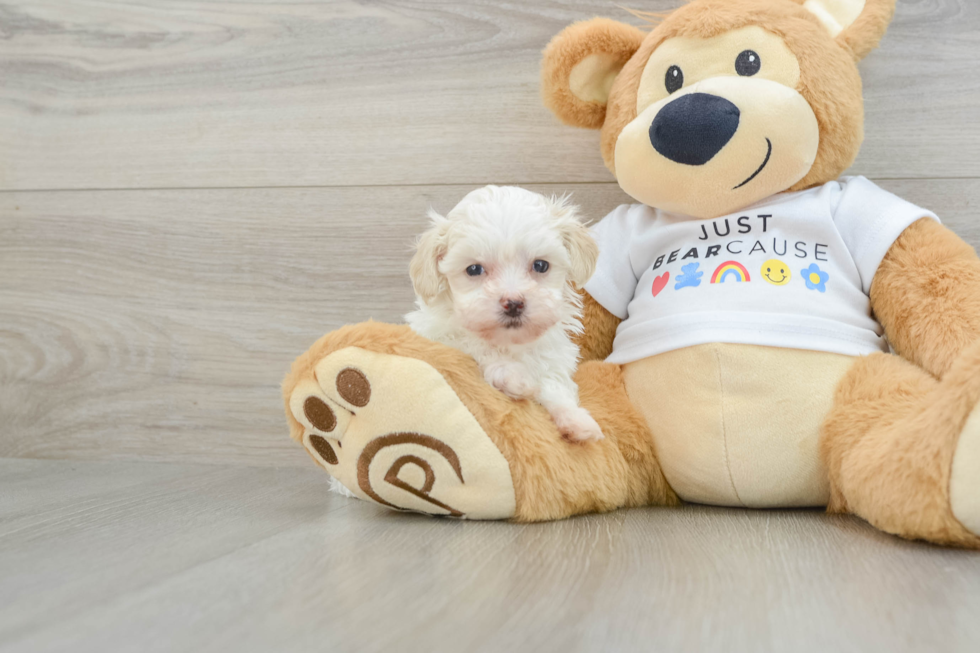 Best Maltipoo Baby