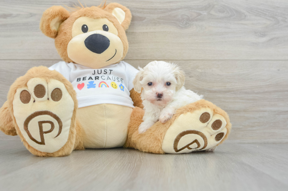 6 week old Maltipoo Puppy For Sale - Florida Fur Babies