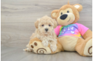 Maltipoo Pup Being Cute