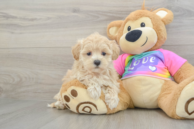 Meet Jaynee - our Maltipoo Puppy Photo 1/3 - Florida Fur Babies