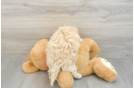 Maltipoo Puppy for Adoption