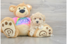 Smart Maltipoo Poodle Mix Pup