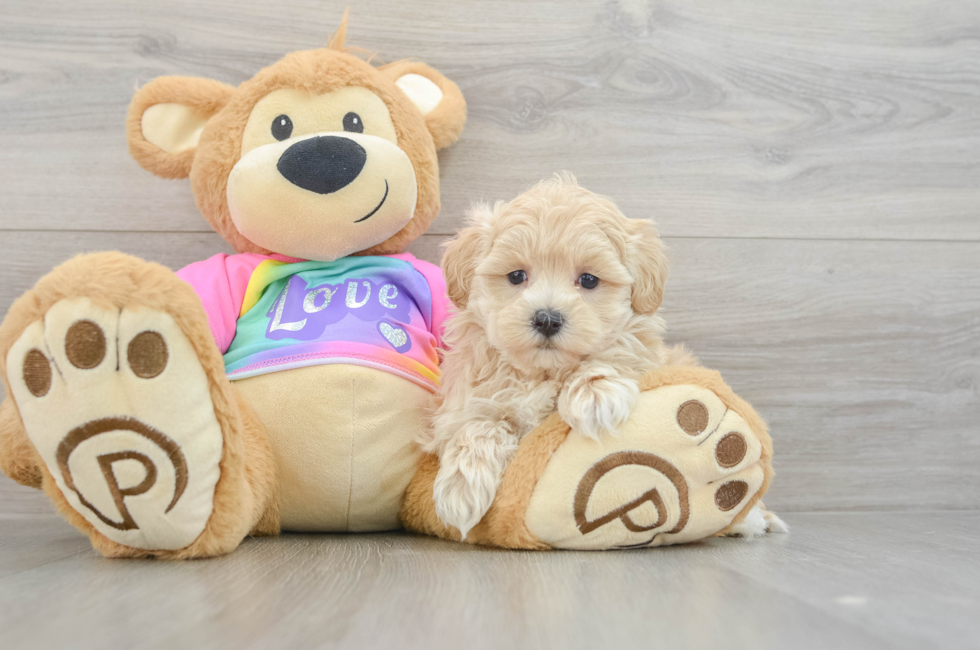 7 week old Maltipoo Puppy For Sale - Florida Fur Babies
