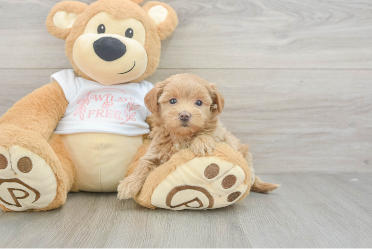 Sweet Maltipoo Baby