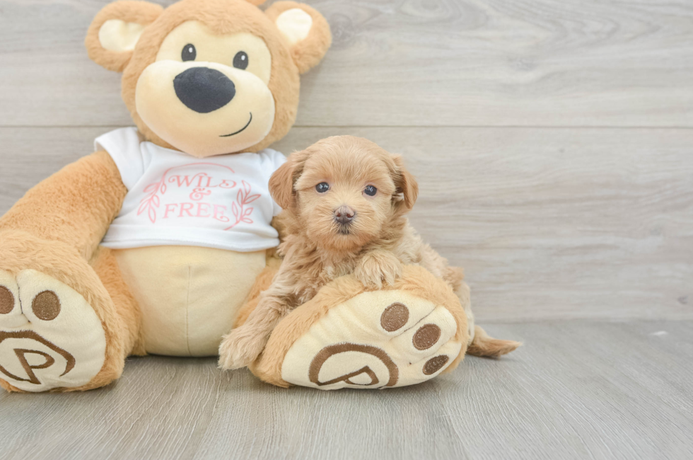 5 week old Maltipoo Puppy For Sale - Florida Fur Babies