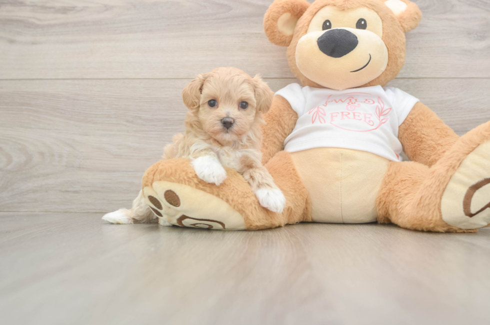 5 week old Maltipoo Puppy For Sale - Florida Fur Babies