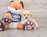 8 week old Maltipoo Puppy For Sale - Florida Fur Babies