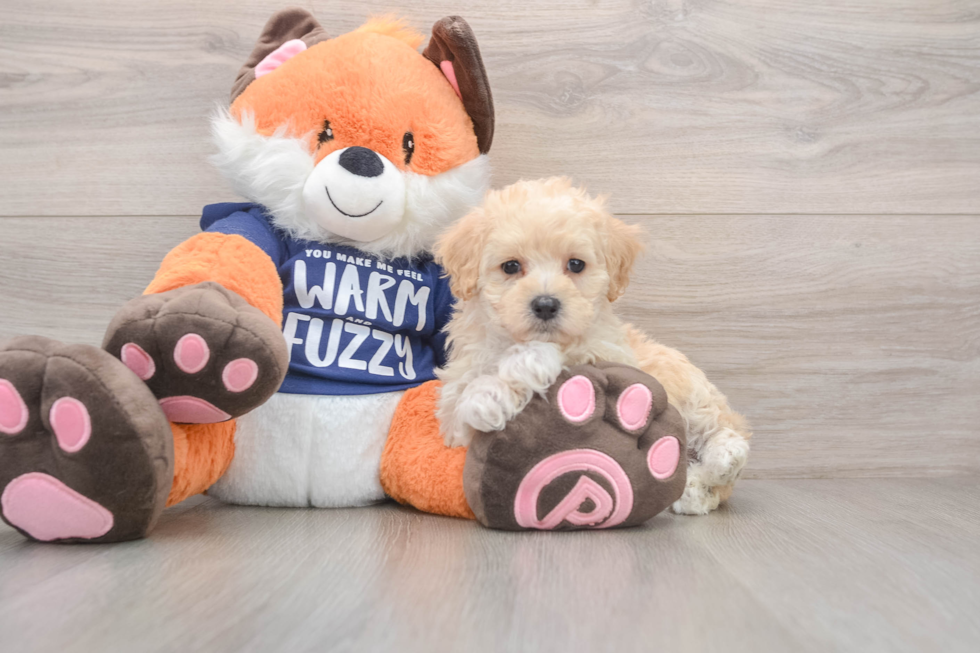 Adorable Maltese Poodle Poodle Mix Puppy