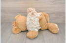 Friendly Maltipoo Baby