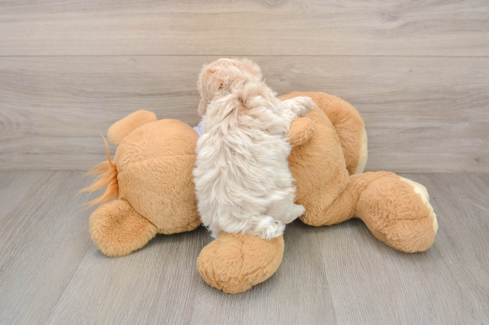 Friendly Maltipoo Baby