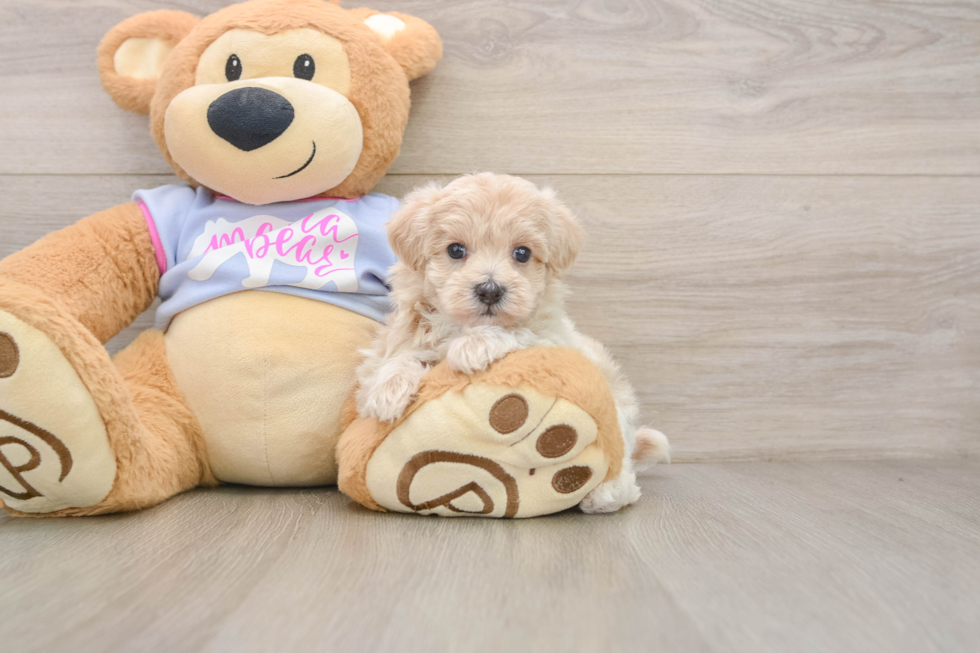 Best Maltipoo Baby