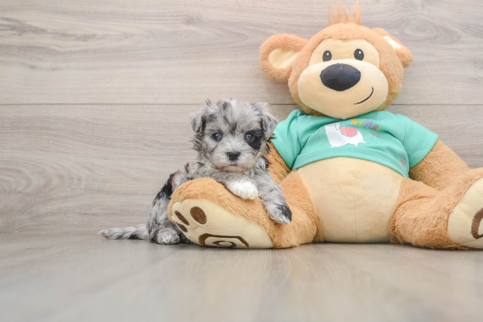 Fluffy Maltipoo Poodle Mix Pup