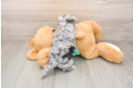 Petite Maltipoo Poodle Mix Pup