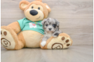 Maltipoo Puppy for Adoption