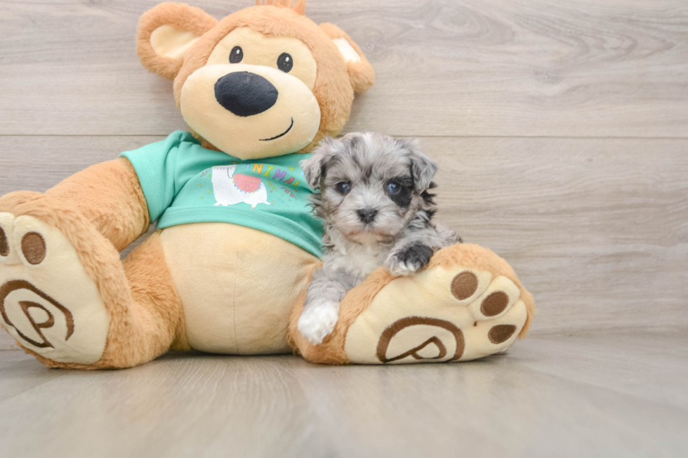 Maltipoo Puppy for Adoption