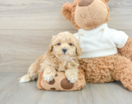 8 week old Maltipoo Puppy For Sale - Florida Fur Babies