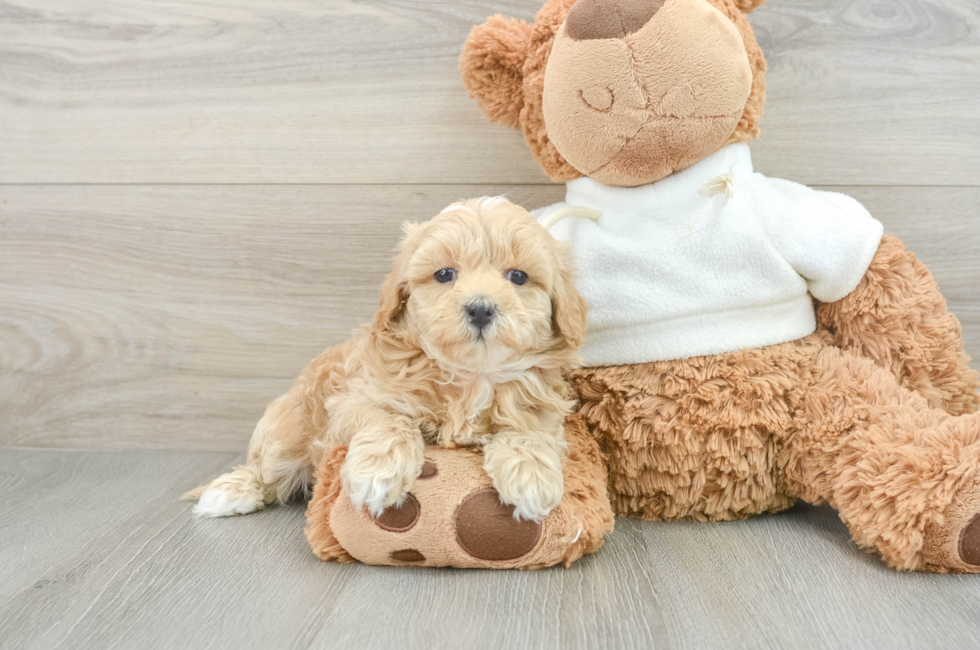 5 week old Maltipoo Puppy For Sale - Florida Fur Babies