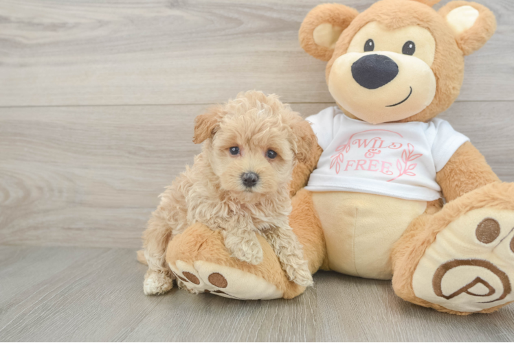 Best Maltipoo Baby