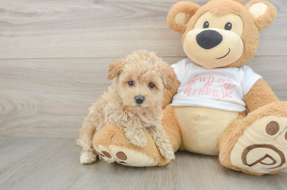 5 week old Maltipoo Puppy For Sale - Florida Fur Babies