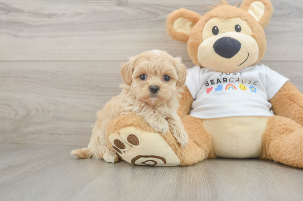 5 week old Maltipoo Puppy For Sale - Florida Fur Babies