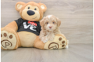 Happy Maltipoo Baby