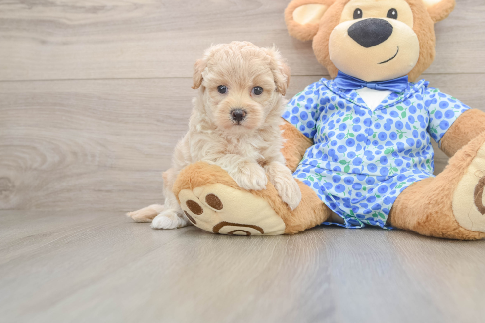 Maltipoo Pup Being Cute