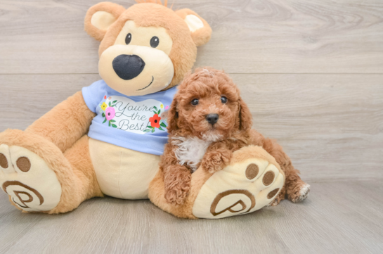 Maltipoo Pup Being Cute