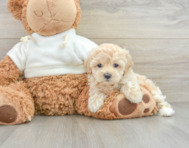 8 week old Maltipoo Puppy For Sale - Florida Fur Babies