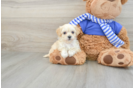 Best Maltipoo Baby