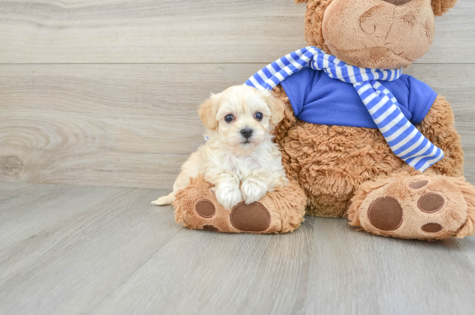 6 week old Maltipoo Puppy For Sale - Florida Fur Babies