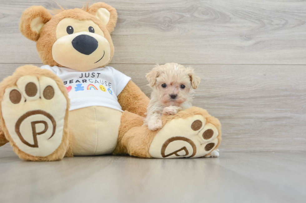 6 week old Maltipoo Puppy For Sale - Florida Fur Babies